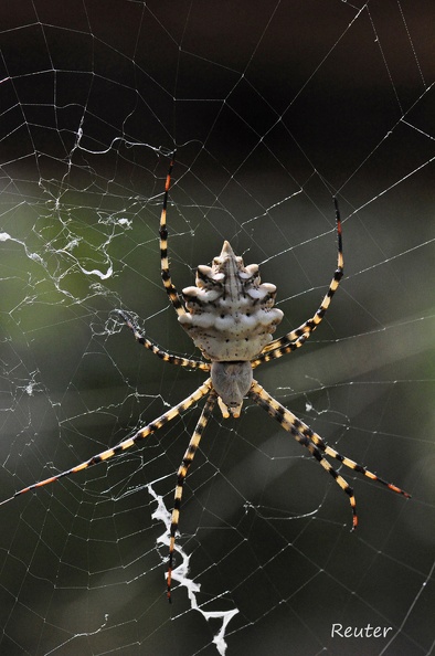 Radnetzspinne - Orb-weaver Spider (Argiope lobata)
Foto: Karl Reuter
Ort: Bessan, Frankreich
Kamera: Nikon D90, Nikkor 105VR 1:2,8 Radnetzspinne _Argiope lobata_ 1.jpg